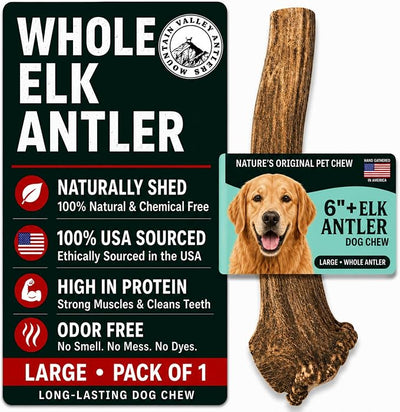 Mountain Valley Elk Antlers for Dogs - 100% Natural & Organic Chew for Aggressive Chewers, No Odor, No Mess, Long Lasting - Wild-Foraged Naturally Shed Antlers in USA - Grade A, Whole Large (1 Pack)