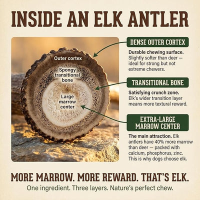 Heartland Elk Antlers for Dogs - Daily Dental Care Chews for Aggressive Chewers to Reduce Plaque & Prevent Destructive Behavior (Splinter Free, Split, 8", X-Large, 1-Pack, Grade A, USA Made)