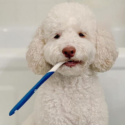 Nylabone Advanced Oral Care Dog Dental Kit Original Flavor 2.5 oz.