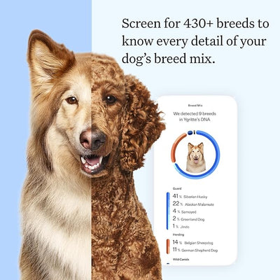 Wisdom Panel Essential Dog DNA Testing Kit - Most Accurate Test for 430+ Dog Breeds, 30 Genetic Health Conditions, 50+ Traits, Relatives, Ancestry, 2 Pack