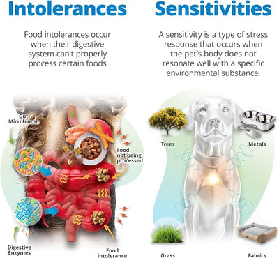 5Strands Pet Food Intolerance, Environmental & Heavy Metal Sensitivity, and Nutritional Imbalance Test, 1036 Items Tested, Cat & Dog Gut Health Test for All Breeds & Ages, Results in 4 Days