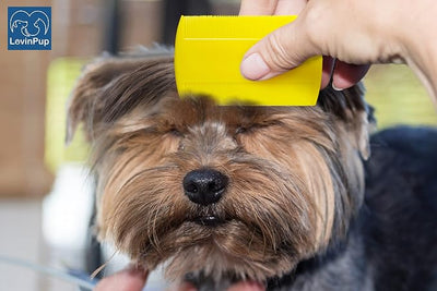 Pet Flea Comb for Dogs & Cats (6-Pack) – Fleas, Loose Fur & Tick Removal Tool for Cats & Dogs – Gentle & Durable Fine-Tooth Pet Hair Comb for Comfortable, Clean Coat Care