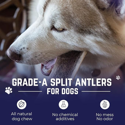 Devil Dog Pet Co. Split Elk Antlers for Dogs, Natural Dog Chew with Exposed Marrow - Long Lasting and Odor Free - USA Sourced - Cleaner Teeth, Anxiety & Boredom Relief - Jumbo 8"+ - Antler Bone
