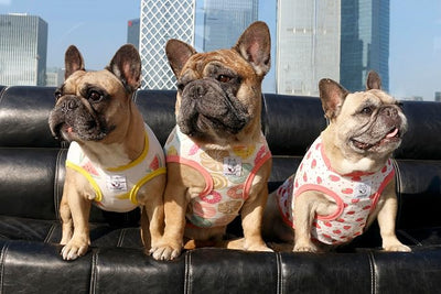 iChoue 100% Breathable Cotton Pug Halloween Cartoon T Shirts Cute Clothes for Dogs Vest Tank Tops Puppy French Bulldog Frenchie English Boston Terrier Donuts - Small
