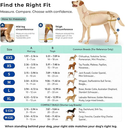 Dog Knee Brace for Right Hind Leg Support - CCL ACL Brace for Dogs, Vet Approved, Adjustable Orthopedic Support for Arthritis, Ligament Injuries & Post-TPLO Surgery Recovery (S (CB))