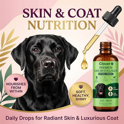 Clover Collagen for Dogs, Triple Hydrolyzed Liquid Collagen Peptides with Glucosamine and Hyaluronic Acid, Joint Mobility Support, Skin and Coat Supplement Drops (3PCS)