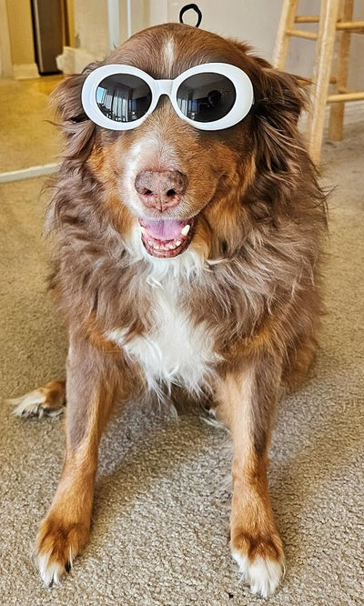 G026 Dog Pet Costume Prop Thick Oval Sunglasses G009 Medium-Large Breeds 25-55lbs (White)