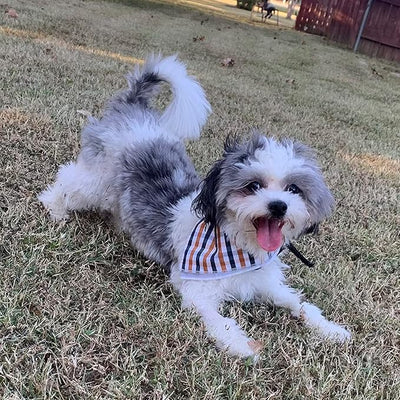 Lionheart Glory Fall Bandana - Washable Soft Dog Scarf, Square Adjustable Bandana for Small Dogs and Cats