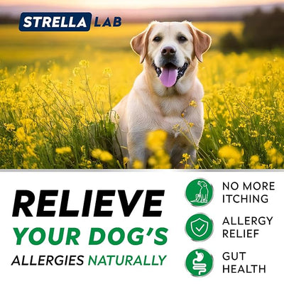 StrellaLab Dog Allergy Relief & Anti Itch Support Chews w/Omega 3: Real Ingredients, Real Taste! Skin & Coat Immune Supplement w/Fish Oil, Pumpkin & Enzymes — Developed by Experts - Made in USA -180Ct