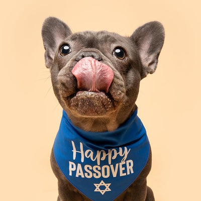 Happy Passover Dog Bandana | 100% Cotton Adjustable Triangle | Made in USA | Passover | Jewish Holiday | Funny | Pesach (76) (Purple, One Size)
