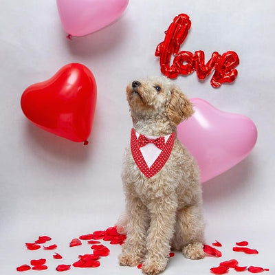 ADOGGYGO Valentine Dog Tuxedo Bandana, Red Heart Pet Tux with Bowtie Adjustable Valentine Costume for Small Dogs Pets (S)