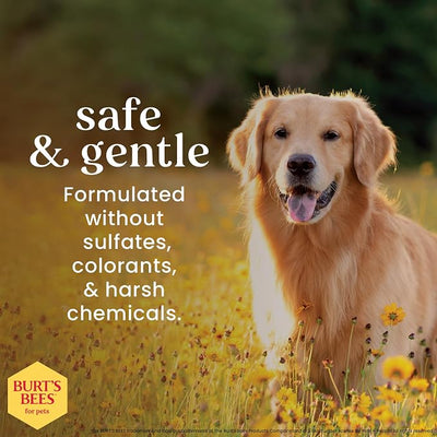 BURT'S BEES FOR PETS Anti Itch Dog Spray with Honeysuckle and Honey, Waterless Grooming Mist for Dry Flaky Skin, Dog Itch Relief Between Baths, Natural Origin Coat Care for Dogs, 10 Fl Oz - 2 Pack