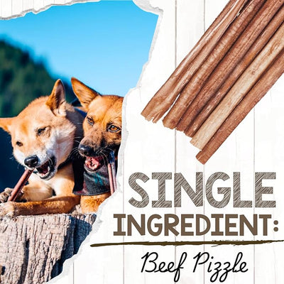Nature Gnaws Large Bully Sticks for Dogs 11-12" (5 Count) - Thick Long Lasting for Aggressive Chewers and Large Dogs - Natural Beef Dog Chew Bones