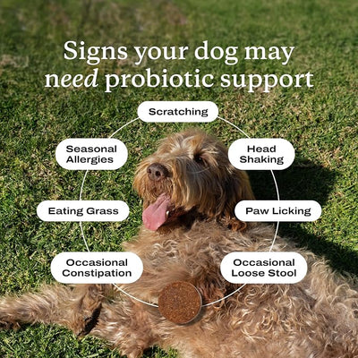 PetLab Co. - Gut & Allergy Support Bundle: Dog Probiotics for Effortless Gut Health Support & Allergy & Immune Chews for Seasonal Allergy Support – Target paw Licking & Scratching at the Source