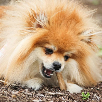 Nylabone Healthy Edibles Natural Chews, Long Lasting Dog Bones, Healthy Dog Treats, Roast Beef/Chicken/Bacon Flavor, X-Small (3 Count)