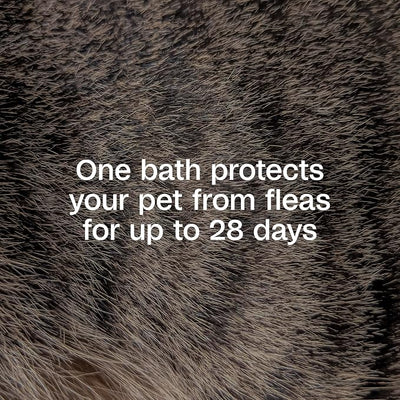 ADAMS Plus Flea & Tick Shampoo with Precor for Dogs, Cats, Puppies & Kittens, Flea Shampoo to Treat Infestations, Kills Ticks, Fleas, Flea Eggs & Lice, Cleans and Conditions Coat, 24 Ounces